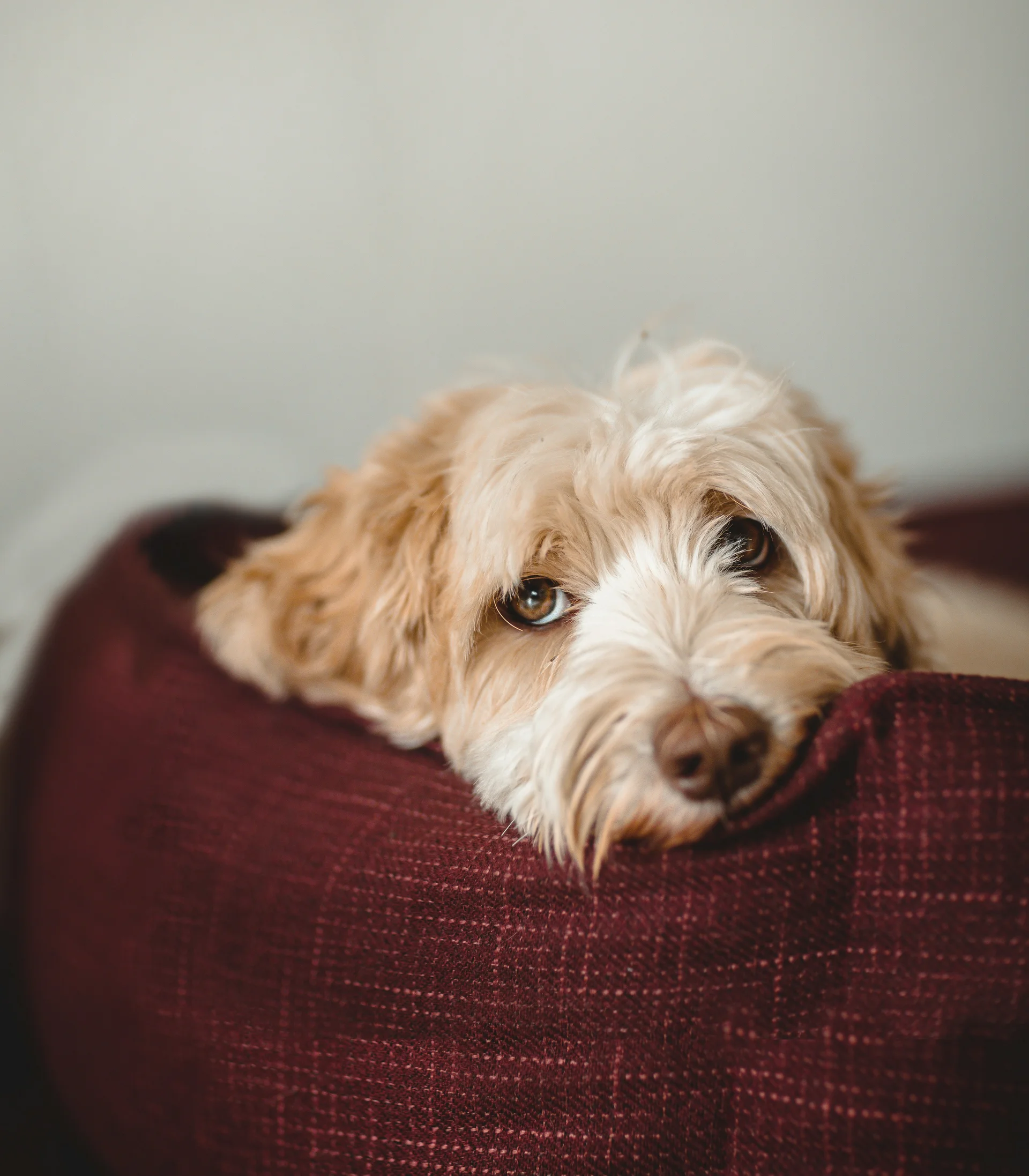 Ihr Hotel in Lech am Arlberg. Das Sunora. Liegender Hund mit braunem und weißem Fell auf rotem Sofa